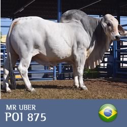 uber-brahman